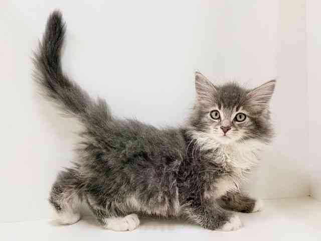 奈良県のメインクーン (ひごペットフレンドリーイオンモール橿原ウエスト・ビレッジ店/2025年9月4日生まれ/男の子/ブルータビーホワイト)の子猫の2枚目の画像