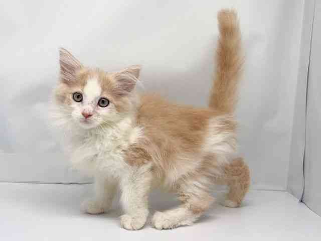 京都府のメインクーン (ひごペットフレンドリー洛北阪急スクエア店/2025年9月4日生まれ/女の子/クリームホワイト)の子猫の2枚目の画像