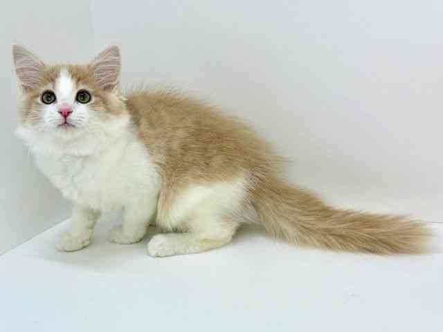 大阪府のメインクーン (ひごペットフレンドリーいこらもーる泉佐野店/2025年9月4日生まれ/女の子/クリームホワイト)の子猫の2枚目の画像