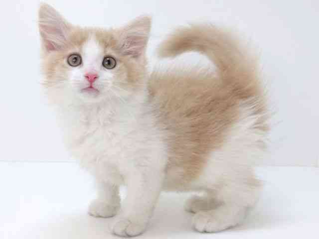 大阪府のメインクーン (ひごペットフレンドリーいこらもーる泉佐野店/2025年9月4日生まれ/女の子/クリームホワイト)の子猫の2枚目の画像