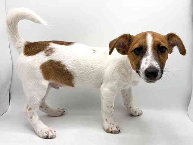 奈良県のジャックラッセルテリア (ひごペットフレンドリー田原本店/2025年9月18日生まれ/男の子/タンホワイト)の子犬の2枚目の画像