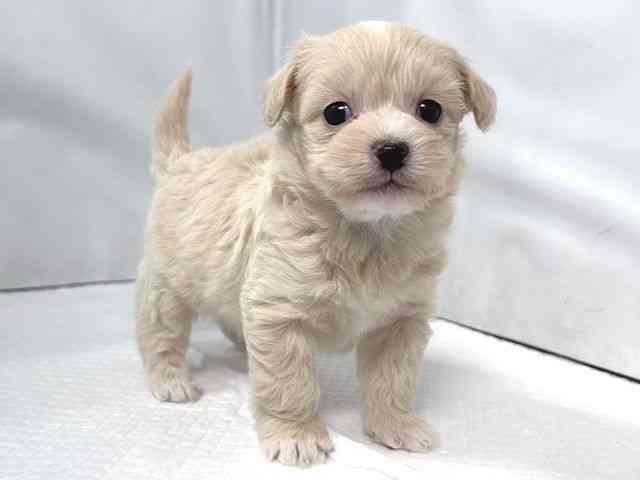 大阪府のハーフ犬・ミックス犬 (ひごペットフレンドリー堺プラットプラット店/2025年9月21日生まれ/男の子/ホワイト)の子犬の2枚目の画像