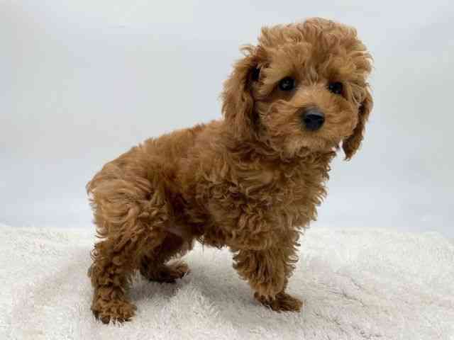 島根県のトイプードル(トイ) (ひごペットフレンドリーイオンモール出雲店/2025年9月18日生まれ/男の子/レッド)の子犬の2枚目の画像