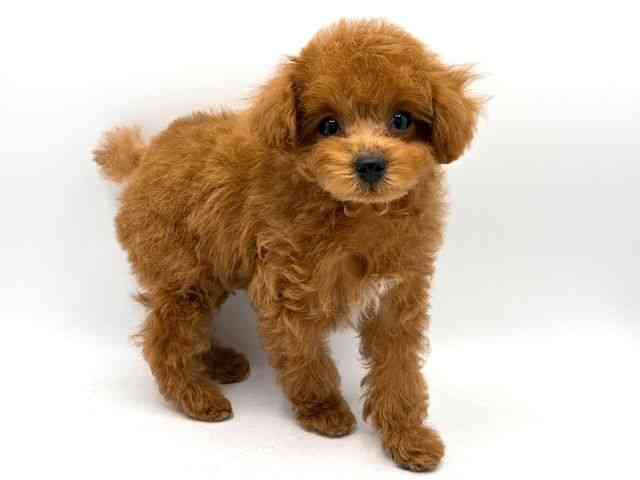 奈良県のトイプードル(トイ) (ひごペットフレンドリー田原本店/2025年9月15日生まれ/男の子/レッド)の子犬の2枚目の画像