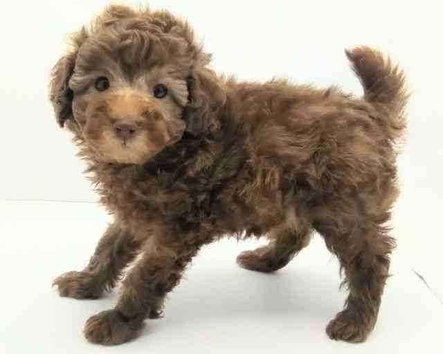 兵庫県のトイプードル(トイ) (ひごペットフレンドリークラウンパーク伊丹店/2025年9月20日生まれ/女の子/ブラウン)の子犬の2枚目の画像