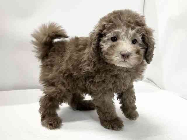 愛媛県のトイプードル(トイ) (ひごペットフレンドリーイオンモール今治新都市店/2025年9月20日生まれ/女の子/ブラウン)の子犬の2枚目の画像