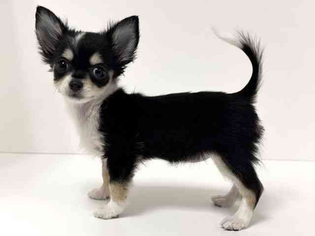 愛知県のチワワ(ロング) (ひごペットフレンドリーイトーヨーカドー知多店/2025年8月30日生まれ/女の子/ブラックタンホワイト)の子犬の2枚目の画像