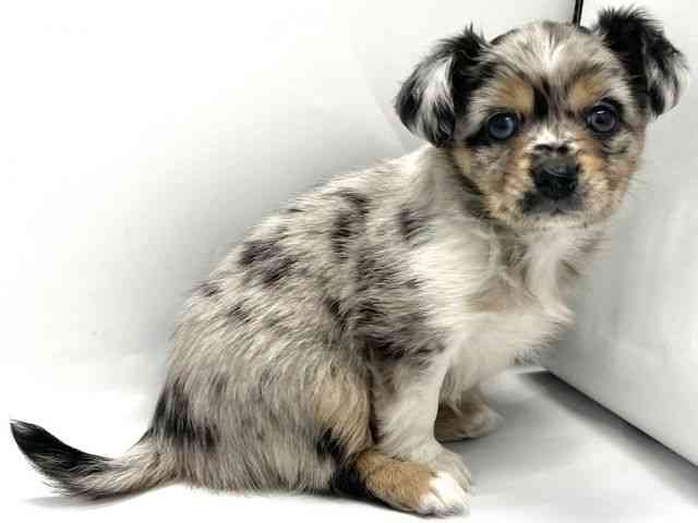 京都府のチワックス(チワワ×ダックス) (ひごペットフレンドリー京都店/2025年9月20日生まれ/女の子/シルバーダップル)の子犬の2枚目の画像