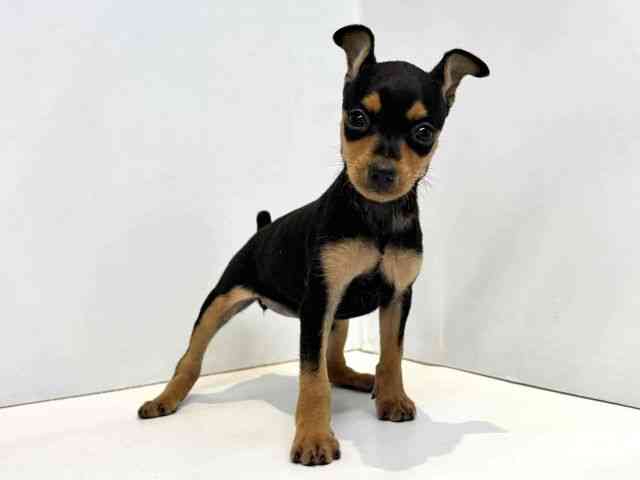 大阪府のミニチュアピンシャー (ひごペットフレンドリーセブンパーク天美店/2025年9月19日生まれ/女の子/ブラックタン)の子犬の2枚目の画像