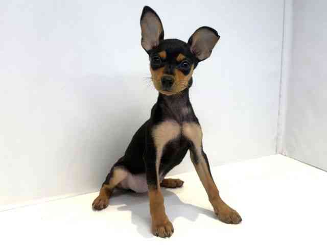 大阪府のミニチュアピンシャー (ひごペットフレンドリーセブンパーク天美店/2025年9月19日生まれ/女の子/ブラックタン)の子犬の2枚目の画像