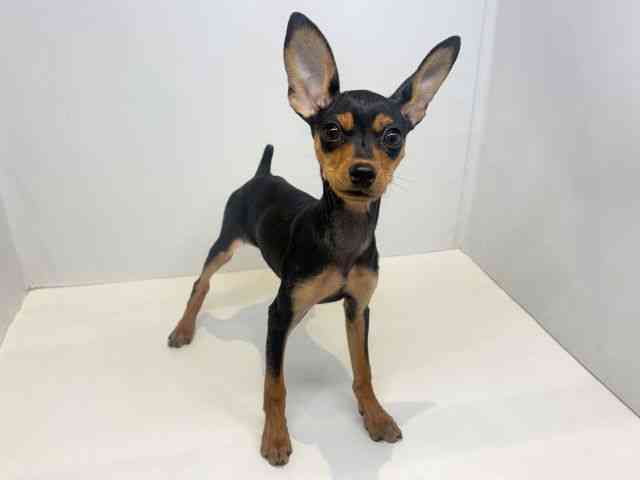 大阪府のミニチュアピンシャー (ひごペットフレンドリーセブンパーク天美店/2025年9月19日生まれ/女の子/ブラックタン)の子犬の2枚目の画像