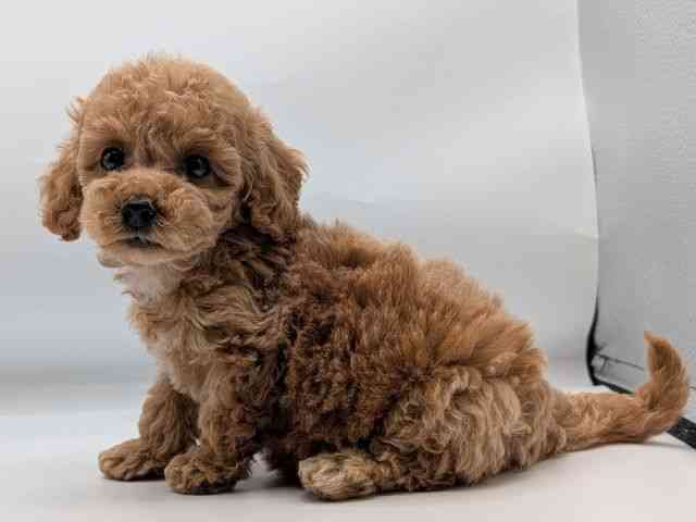 香川県のトイプードル(トイ) (ひごペットフレンドリーゆめタウン高松店/2025年9月17日生まれ/女の子/アプリコット)の子犬の2枚目の画像