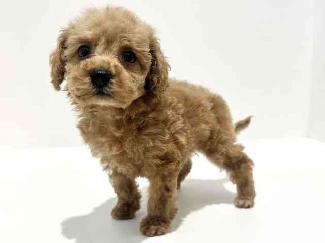 大阪府のトイプードル(トイ) (ひごペットフレンドリーイオン高槻店/2025年9月21日生まれ/男の子/レッド)の子犬の2枚目の画像