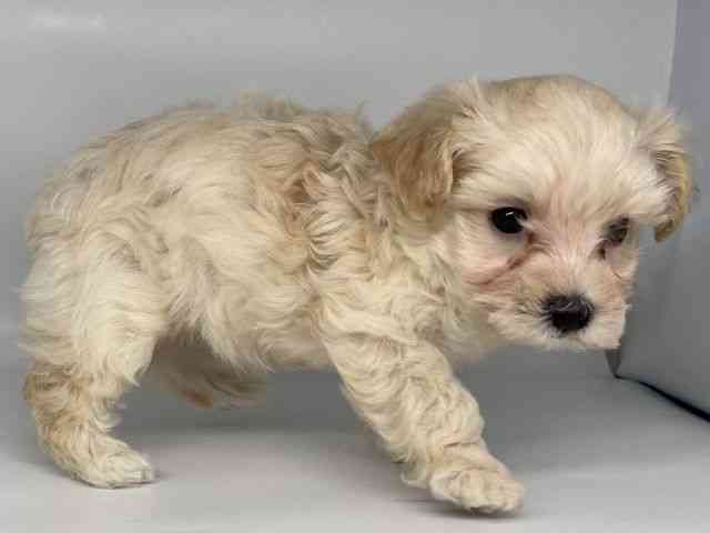 徳島県のマルプー(マルチーズ×プードル) (ひごペットフレンドリーゆめタウン徳島店/2025年9月19日生まれ/女の子/クリーム)の子犬の2枚目の画像