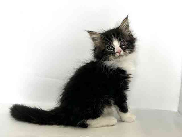 大阪府のノルウェージャンフォレストキャット (ひごペットフレンドリーアクロスプラザ住之江店/2025年9月20日生まれ/男の子/ブラウンタビーホワイト)の子猫の2枚目の画像