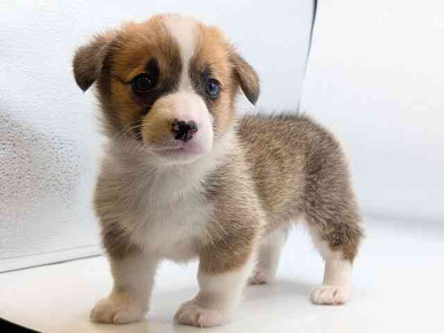 香川県のウェルシュコーギーペンブローク (ひごペットフレンドリーゆめタウン高松店/2025年9月14日生まれ/男の子/レッドホワイト)の子犬の2枚目の画像