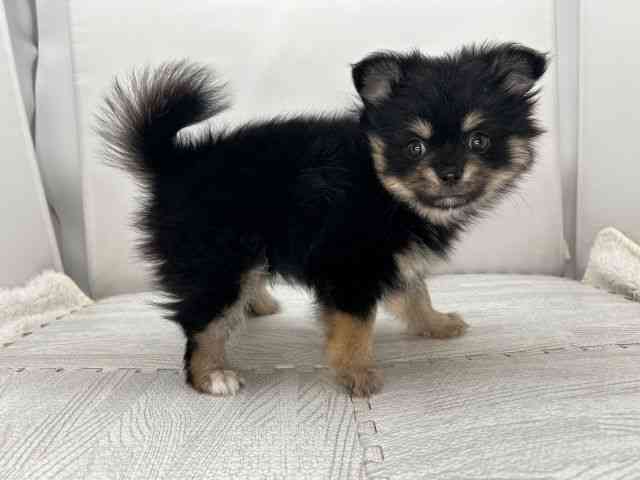 島根県のポメチワ/チワポメ/ポメチー(ポメラニアン×チワワ) (ひごペットフレンドリーイオンモール出雲店/2025年9月22日生まれ/女の子/ブラックタンホワイト)の子犬の2枚目の画像