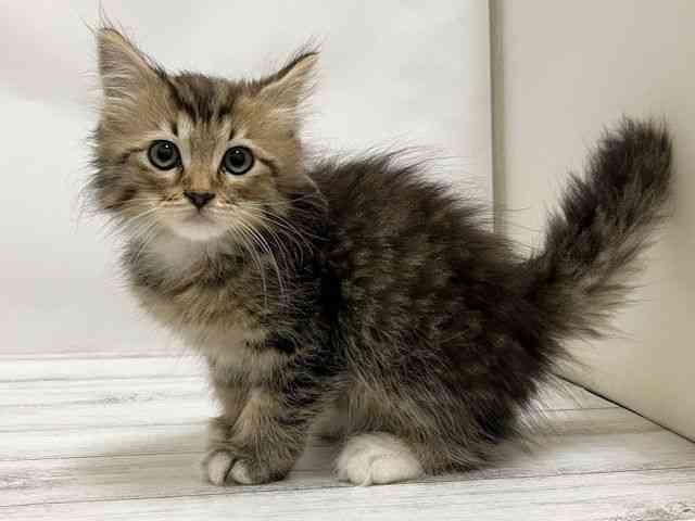 和歌山県のサイベリアン (ひごペットフレンドリーパームシティ和歌山店/2025年9月10日生まれ/男の子/ブラウンタビーホワイト)の子猫の2枚目の画像