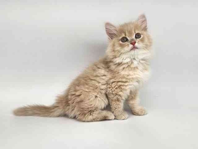 大阪府のラガマフィン (ひごペットフレンドリー泉ヶ丘店/2025年9月21日生まれ/男の子/クリームホワイト)の子猫の2枚目の画像