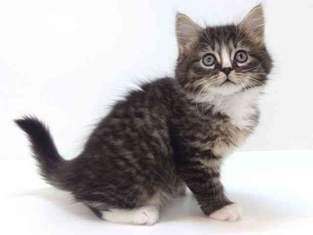 大阪府のラガマフィン (ひごペットフレンドリーいこらもーる泉佐野店/2025年9月21日生まれ/男の子/ブラウンタビーホワイト)の子猫の2枚目の画像