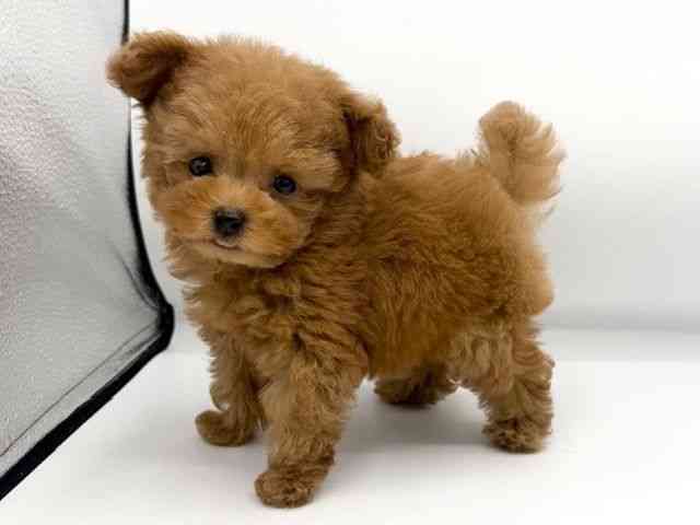 大阪府のトイプードル(トイ) (ひごペットフレンドリーららぽーとEXPOCITY店/2025年9月20日生まれ/男の子/レッド)の子犬の2枚目の画像