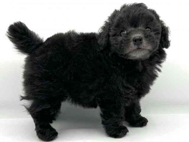 大阪府のトイプードル(トイ) (ひごペットフレンドリーららぽーとEXPOCITY店/2025年9月21日生まれ/女の子/グレー)の子犬の2枚目の画像