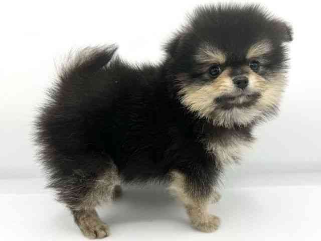 大阪府のポメラニアン (ひごペットフレンドリーららぽーとEXPOCITY店/2025年9月21日生まれ/男の子/ブラックタン)の子犬の2枚目の画像