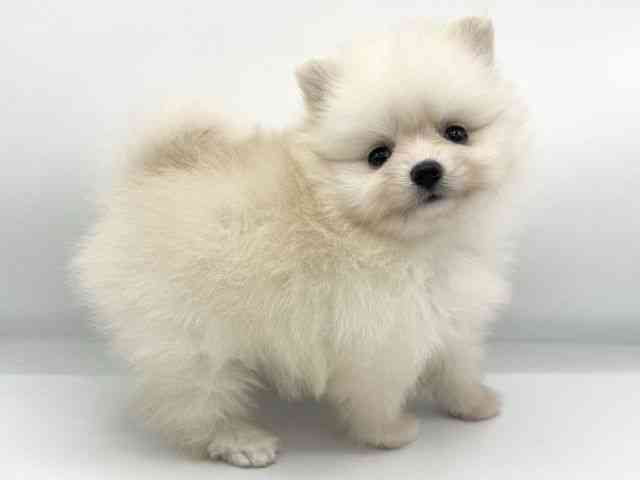 大阪府のポメラニアン (ひごペットフレンドリーららぽーとEXPOCITY店/2025年9月22日生まれ/女の子/クリーム)の子犬の2枚目の画像