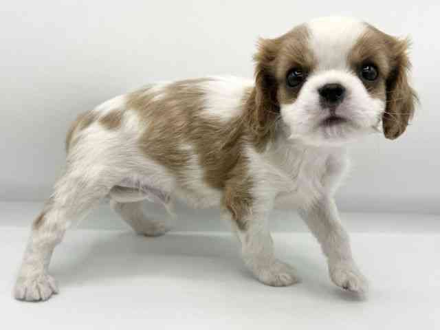 大阪府のキャバリアキングチャールズスパニエル (ひごペットフレンドリーららぽーとEXPOCITY店/2025年9月22日生まれ/男の子/ブレンハイム)の子犬の2枚目の画像