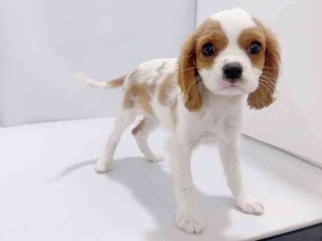 大阪府のキャバリアキングチャールズスパニエル (ひごペットフレンドリーイズミヤショッピングセンター千里丘店/2025年9月22日生まれ/男の子/ブレンハイム)の子犬の2枚目の画像