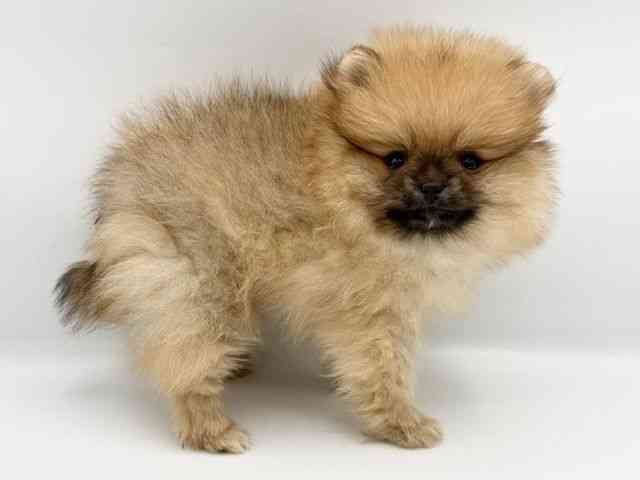 大阪府のポメラニアン (ひごペットフレンドリーららぽーとEXPOCITY店/2025年9月20日生まれ/女の子/オレンジ)の子犬の2枚目の画像