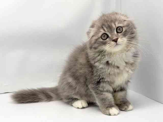 京都府のスコティッシュフォールド (ひごペットフレンドリー洛北阪急スクエア店/2025年9月18日生まれ/女の子/ブルーパッチドタビ－＆ホワイト)の子猫の2枚目の画像