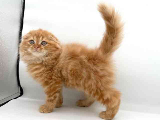 大阪府のスコティッシュフォールド (ひごペットフレンドリーイオンそよら海老江店/2025年9月18日生まれ/男の子/レッドタビー)の子猫の2枚目の画像