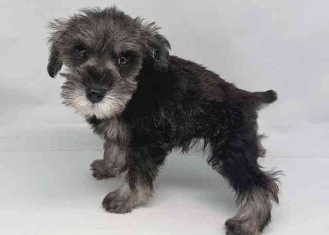 鳥取県のミニチュアシュナウザー (ひごペットフレンドリーイオンモール鳥取北店/2025年9月21日生まれ/女の子/ソルトペッパー)の子犬の2枚目の画像