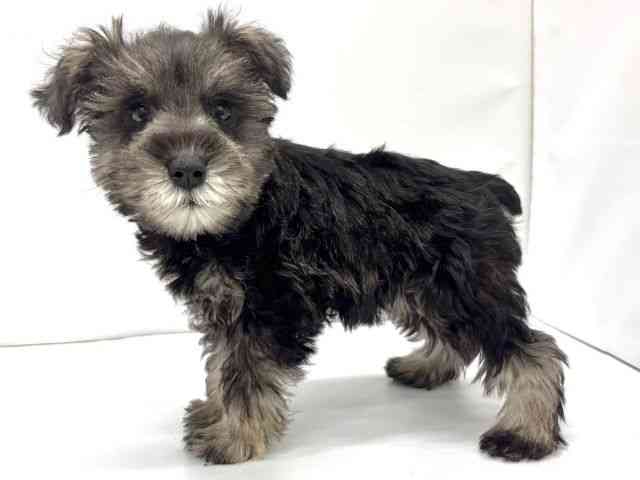 大阪府のミニチュアシュナウザー (ひごペットフレンドリーイオンタウン茨木太田店/2025年9月21日生まれ/女の子/ソルトペッパー)の子犬の2枚目の画像