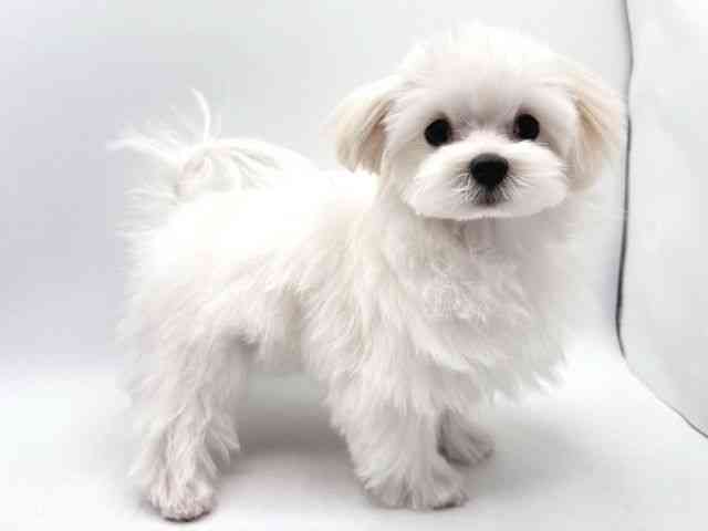 奈良県のマルチーズ (ひごペットフレンドリー田原本店/2025年9月18日生まれ/男の子/ホワイト)の子犬の2枚目の画像