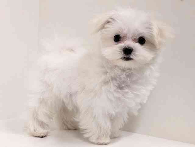 福岡県のマルチーズ (ひごペットフレンドリーリバーウォーク北九州店/2025年9月18日生まれ/男の子/ホワイト)の子犬の2枚目の画像