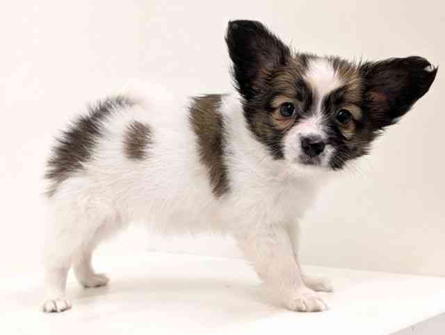 福岡県のパピヨン (ひごペットフレンドリーリバーウォーク北九州店/2025年9月21日生まれ/女の子/ホワイトブラウン)の子犬の2枚目の画像