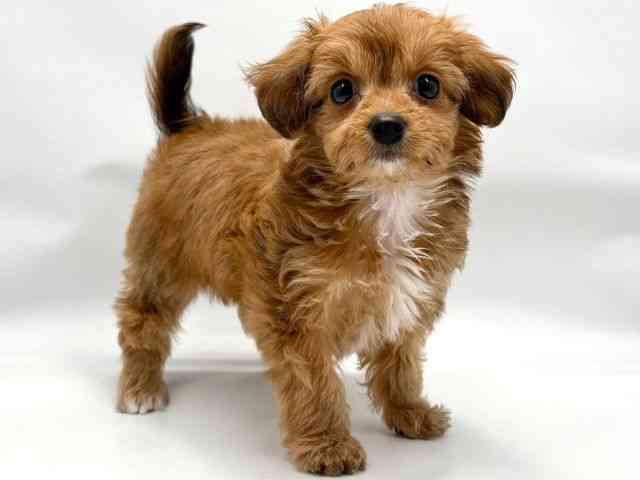 大阪府のチワプー/プーチー(チワワ×プードル) (ひごペットフレンドリー東淀川店/2025年9月21日生まれ/男の子/レッドホワイト)の子犬の2枚目の画像