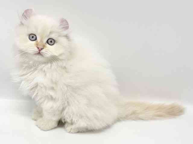 兵庫県のアメリカンカール (ひごペットフレンドリークラウンパーク伊丹店/2025年9月19日生まれ/男の子/レッドタビーホワイト)の子猫の2枚目の画像