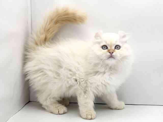 大阪府のアメリカンカール (ひごペットフレンドリーくずはモール店/2025年9月19日生まれ/男の子/レッドタビーホワイト)の子猫の2枚目の画像