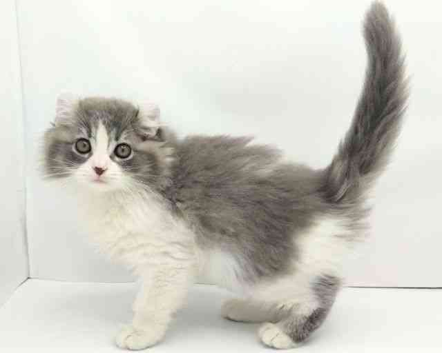 兵庫県のアメリカンカール (ひごペットフレンドリークラウンパーク伊丹店/2025年9月19日生まれ/男の子/ブルーホワイト)の子猫の2枚目の画像