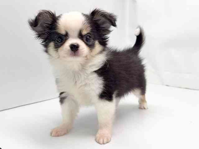 京都府のチワワ(ロング) (ひごペットフレンドリー洛北阪急スクエア店/2025年9月20日生まれ/男の子/ブラックタンホワイト)の子犬の2枚目の画像