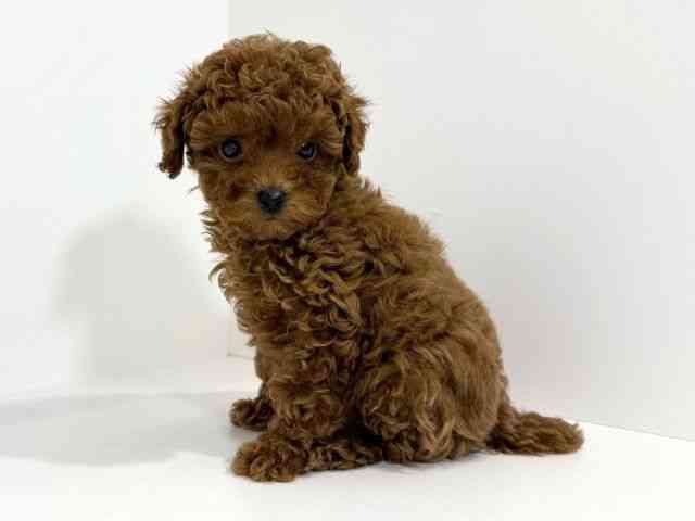 兵庫県のトイプードル(トイ) (ひごペットフレンドリーイトーヨーカドー明石店/2025年9月19日生まれ/男の子/レッド)の子犬の2枚目の画像