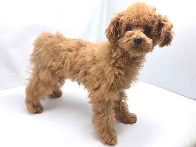 京都府のトイプードル(トイ) (ひごペットフレンドリー洛北阪急スクエア店/2025年9月19日生まれ/女の子/レッドフォーン)の子犬の2枚目の画像