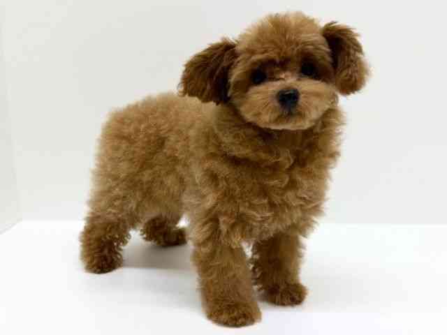 兵庫県のトイプードル(トイ) (ひごペットフレンドリーブルメールHAT神戸店/2025年9月19日生まれ/女の子/レッドフォーン)の子犬の2枚目の画像