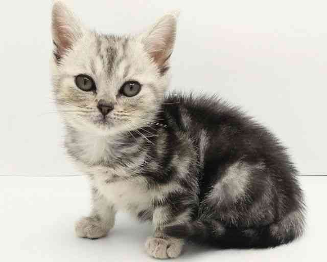 兵庫県のアメリカンショートヘアー (ひごペットフレンドリークラウンパーク伊丹店/2025年9月3日生まれ/女の子/シルバータビー)の子猫の2枚目の画像