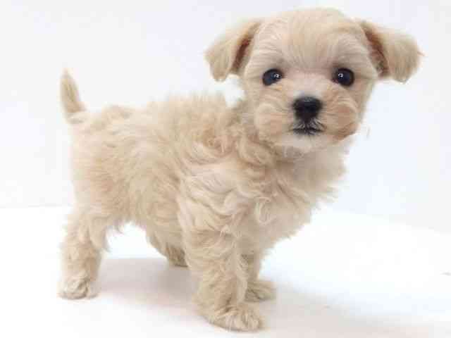 大阪府のハーフ犬・ミックス犬 (ひごペットフレンドリーいこらもーる泉佐野店/2025年9月22日生まれ/男の子/フォーン)の子犬の2枚目の画像