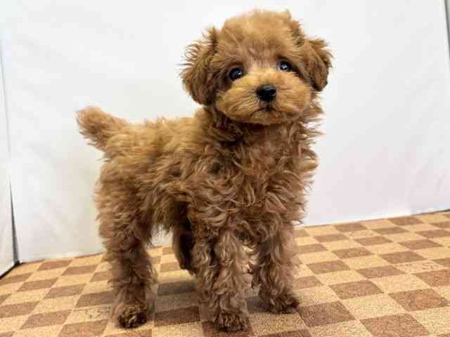 愛媛県のトイプードル(トイ) (ひごペットフレンドリーエミフルMASAKI店/2025年9月22日生まれ/男の子/レッド)の子犬の2枚目の画像