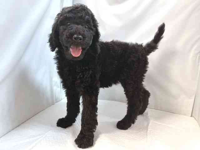 大阪府のスタンダードプードル (ひごペットフレンドリー堺プラットプラット店/2025年9月20日生まれ/女の子/ブラック)の子犬の2枚目の画像